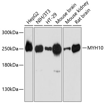 Western blot analysis of extracts of various cell lines using MYH10 Polyclonal Antibody at 1:3000 dilution.