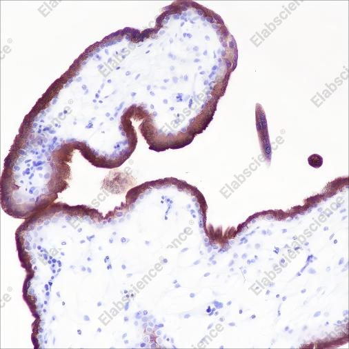 Recombinant VISTA Monoclonal Antibody - 1