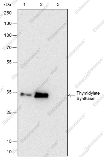 Recombinant Thymidylate Synthase Monoclonal Antibody - 5