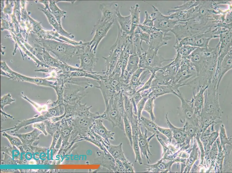 TtT/GF Cell Complete Medium - small - 6
