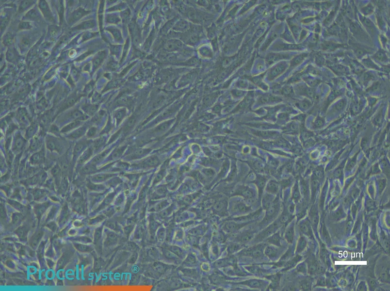 Rabbit Bladder Smooth Muscle Cell Complete Medium - 6