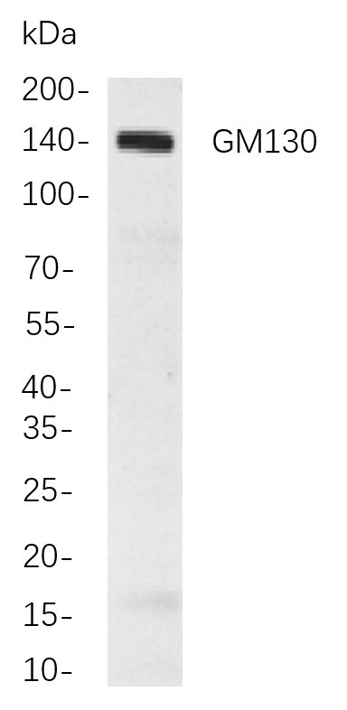 Recombinant GM130 Monoclonal Antibody-searchlist-1