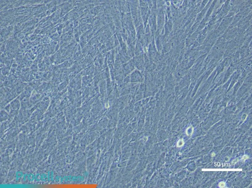 Mouse Mesenteric Smooth Muscle Cell Complete Medium - 4