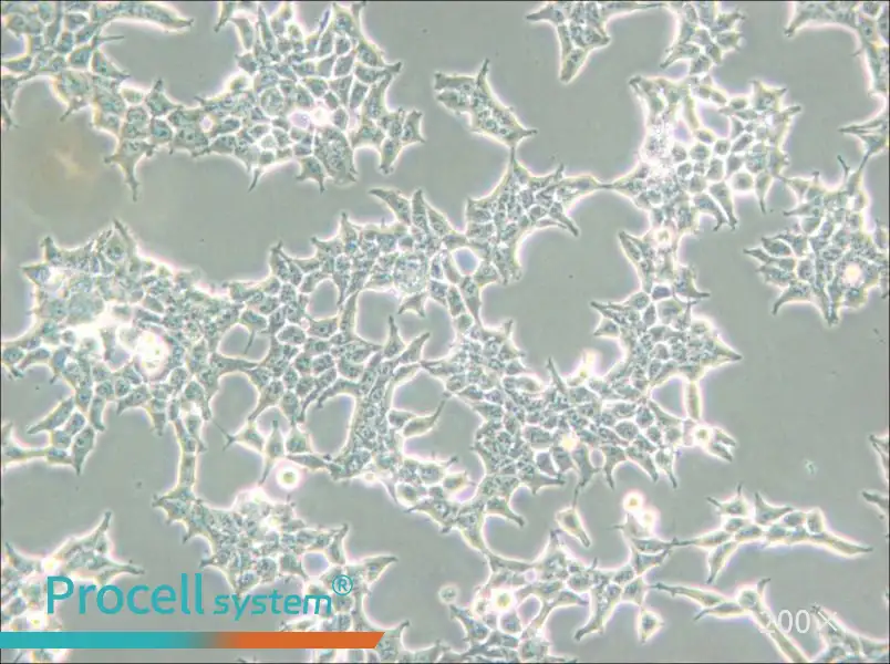 293T/17 Cell Complete Medium - small - 6