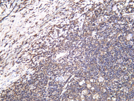 Recombinant ICOS Monoclonal Antibody - 2