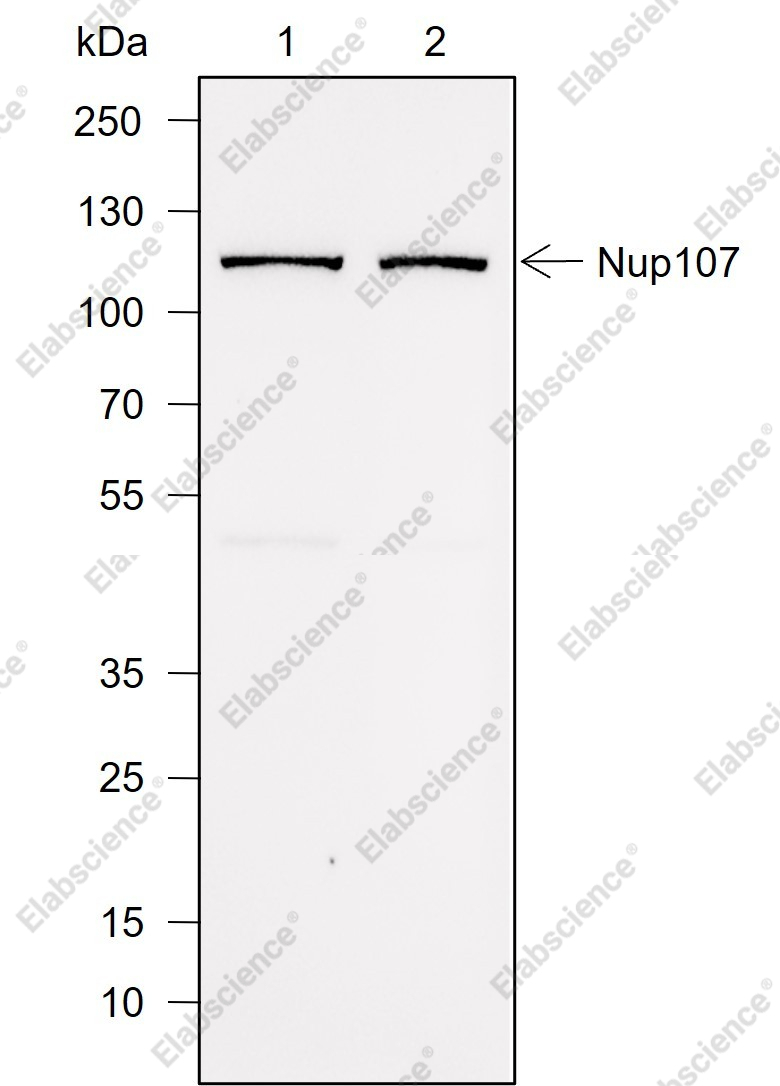 Recombinant NUP107 Monoclonal Antibody - 1