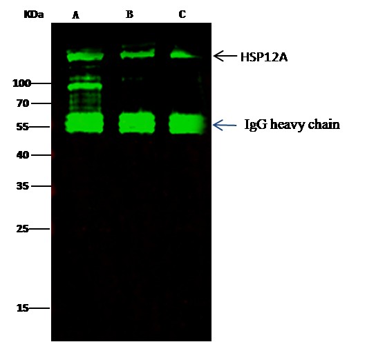 Recombinant ORP150/ORP150/HYOU1/HSP12A Monoclonal Antibody - small - 4