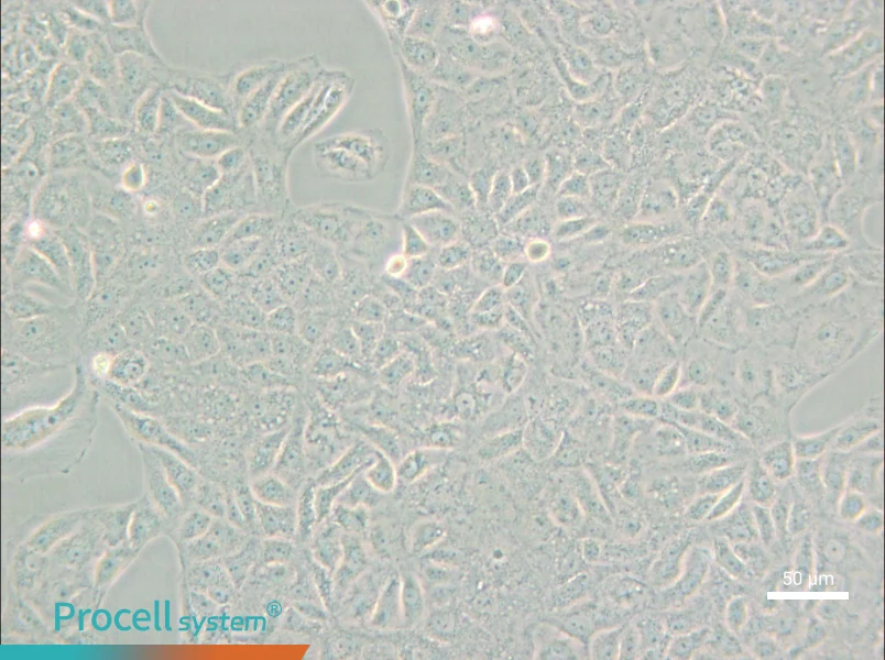 VERO C1008 [Vero E6] Cell Complete Medium - small - 4