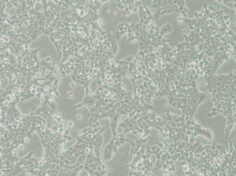 SW620-LUC (L15) Cell Complete Medium - small - 6