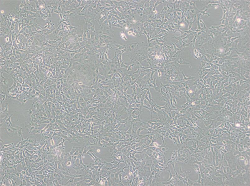 PA-1 Cell Complete MediumPA-1 Cell Complete Medium - 3