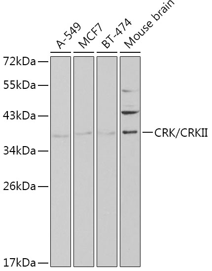 Western blot analysis of extracts of various cell lines using CRK/CRKII Polyclonal Antibody at 1:1000 dilution.