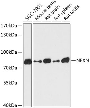 Western blot analysis of extracts of various cell lines using NEXN Polyclonal Antibody at dilution of 1:3000.