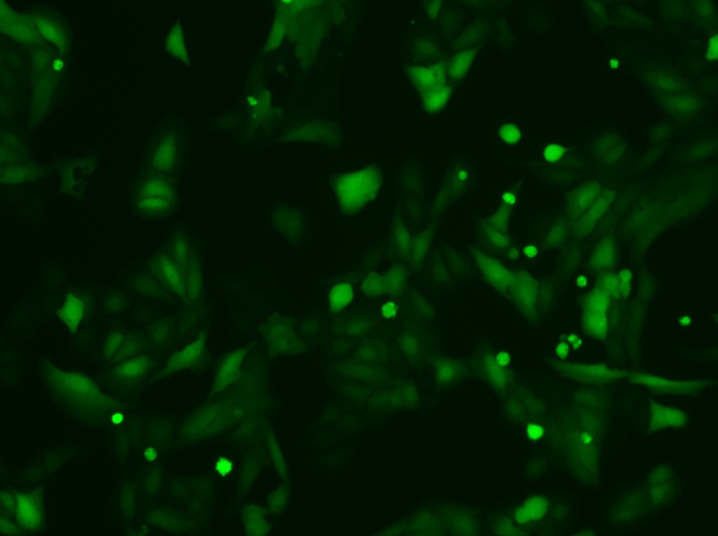 U-2 OS-LUC-EGFP Cell Complete Medium-searchlist-1