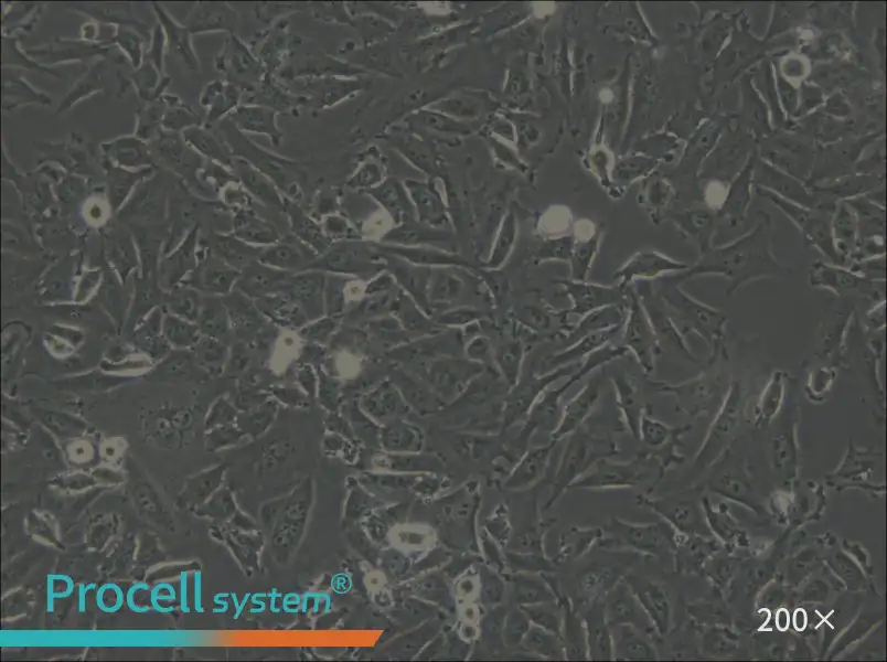 LN-18 Cell Complete Medium - 4
