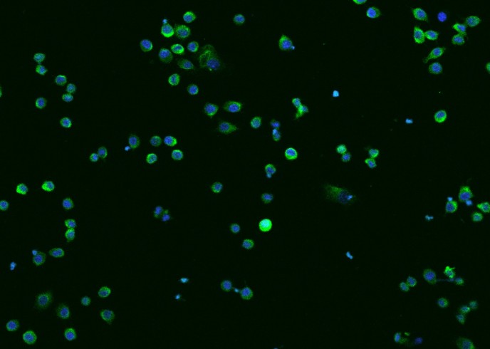 Recombinant CTSZ/CTSX/Cathepsin Z Monoclonal Antibody-searchlist-1