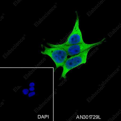 Recombinant PDE10A Monoclonal Antibody - 2