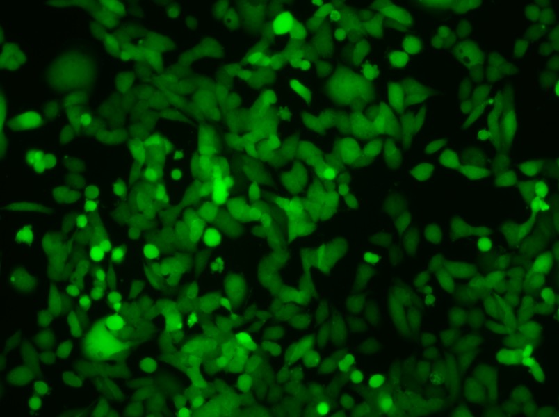 NCI-H446-LUC-EGFP Cell Complete MediumNCI-H446-LUC-EGFP Cell Complete Medium - 2