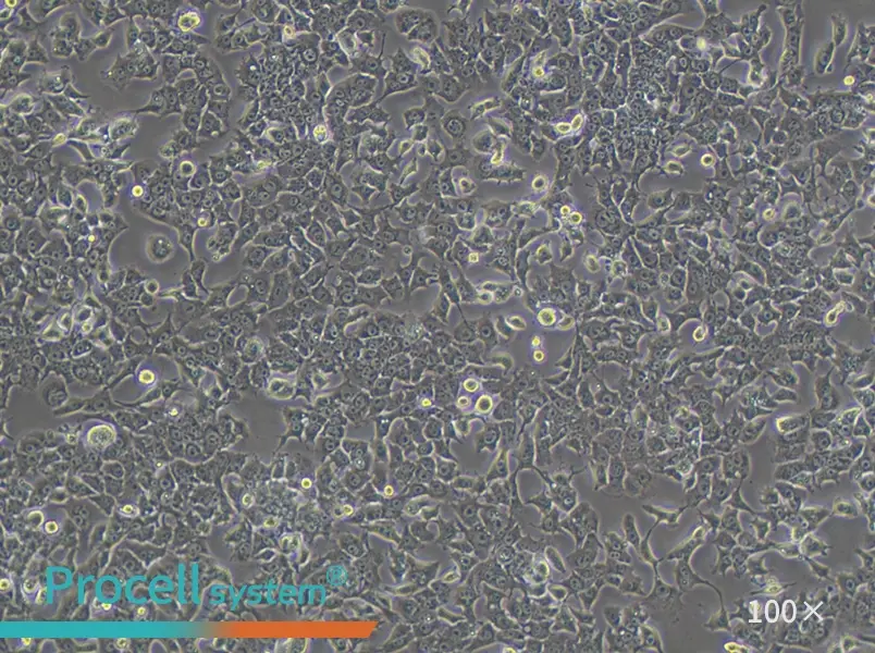 Hepa 1-6 Cell Complete Medium - 2