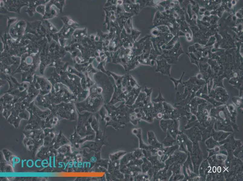 LS180 Cell Complete Medium - 5