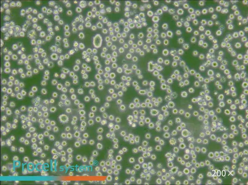 DB Cell Complete Medium - small - 5