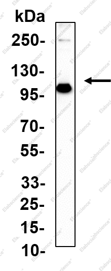 Recombinant COPB Monoclonal Antibody - 1