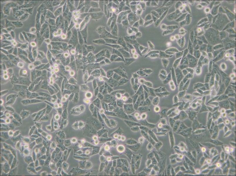 CHO Cell Complete Medium - small - 4