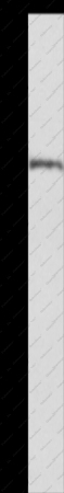 HSF27 Polyclonal Antibody - 1