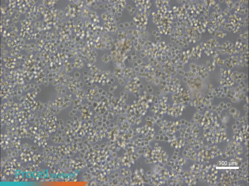 A20 Cell Complete MediumA20 Cell Complete Medium - 3