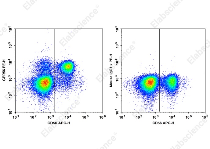 PE Anti-Human GPR56 Antibody[CG4] - 1