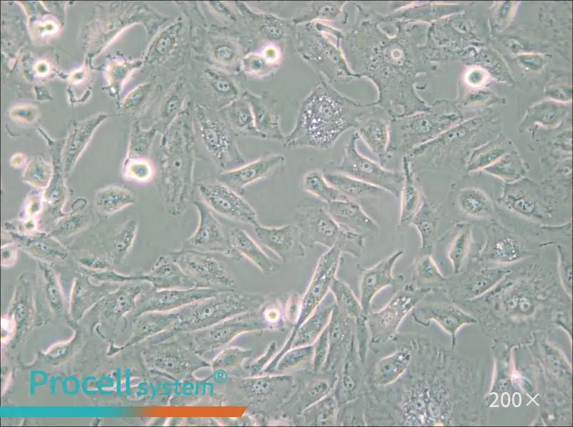 Caki-2 Cell Complete Medium - small - 6