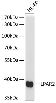 Western blot analysis of extracts of HL-60 cells using LPAR2 Polyclonal Antibody at dilution of 1:1000.