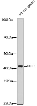 Western blot analysis of extracts of Mouse spleen using NEIL1 Polyclonal Antibody at 1:1000 dilution.