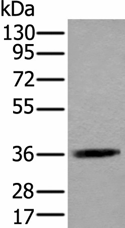 Western blot analysis of Jurkat cell lysate  using ACAT2 Polyclonal Antibody at dilution of 1:550