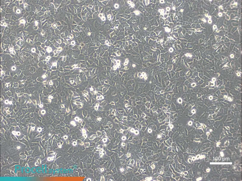 BPH-1BPH-1 - 3