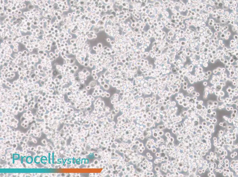 Sf21 Cell Complete MediumSf21 Cell Complete Medium - 2