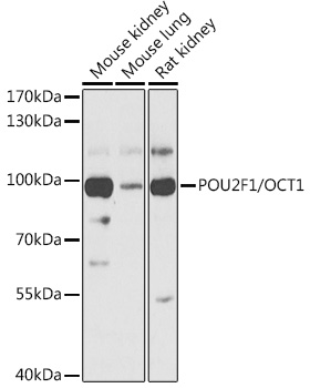 Western blot analysis of extracts of various cell lines using POU2F1/OCT1 Polyclonal Antibody at 1:1000 dilution.