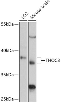 Western blot analysis of extracts of various cell lines using THOC3 Polyclonal Antibody at 1:3000 dilution.