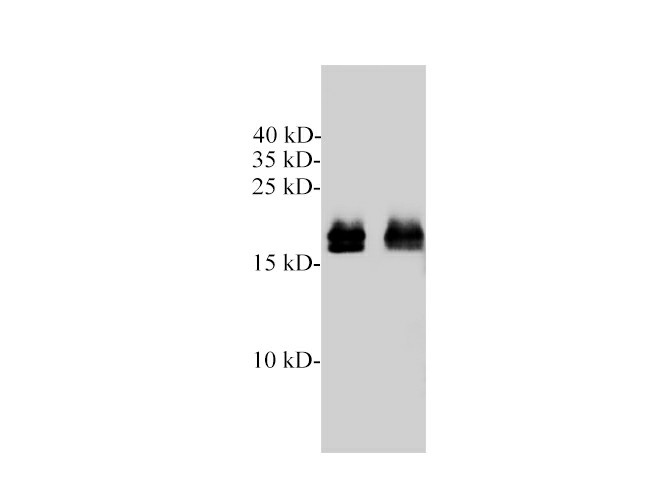 Western blotting with anti-KRAS polyclonal Antibody at dilution of 1:1000. Lane 1: Hela cell lysates, lane 2: Mouse heart lysate.