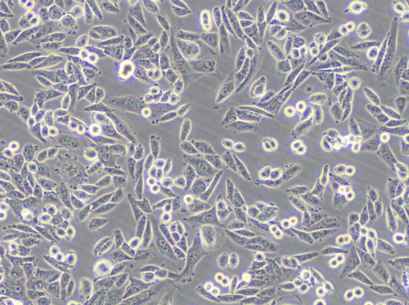 AA8 Cell Complete Medium - 5