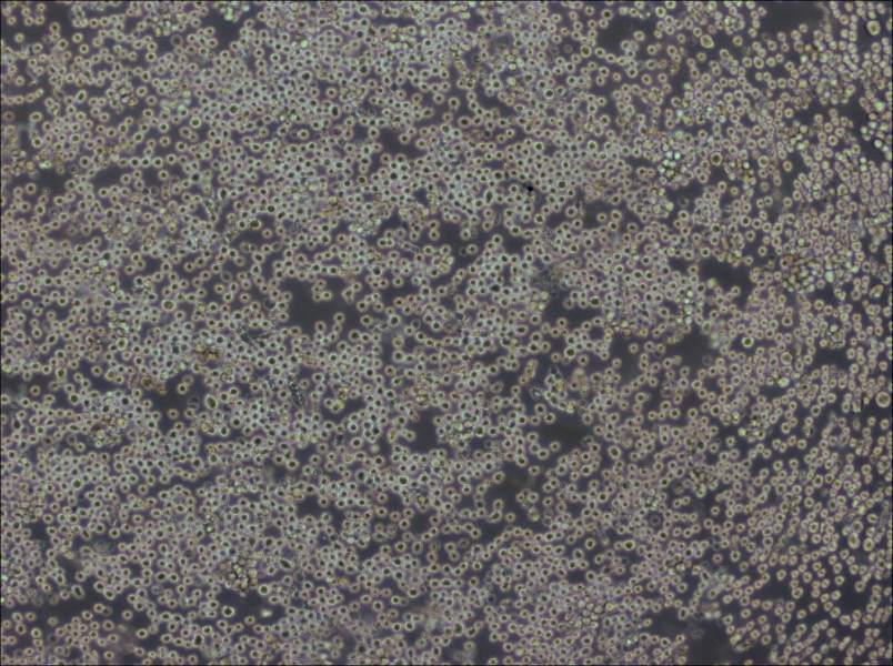 PK136 Cell Complete Medium - 2