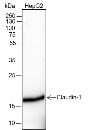 Recombinant Claudin-1 Monoclonal Antibody-searchlist-1