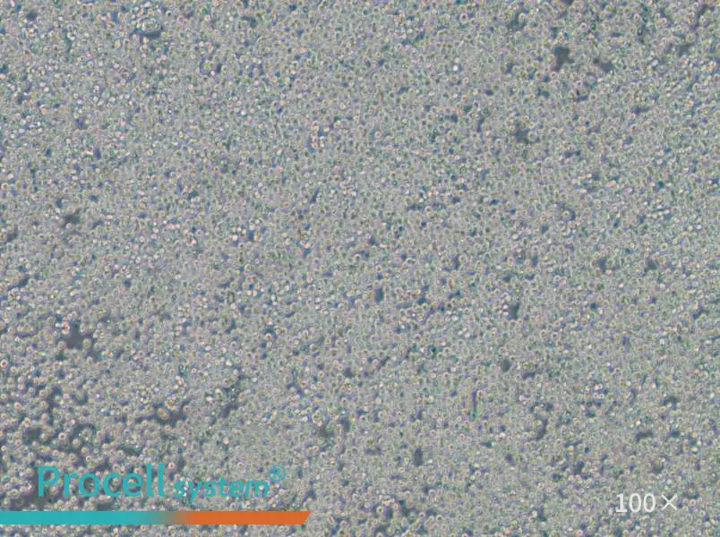 EOL-1 Cell Complete MediumEOL-1 Cell Complete Medium - 2