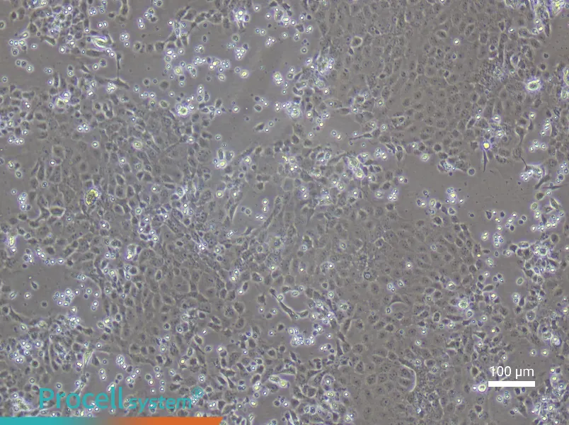 Rat Epidermal Keratinocyte Complete Medium - 1