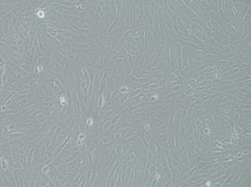 KGN Cell Complete Medium - 2