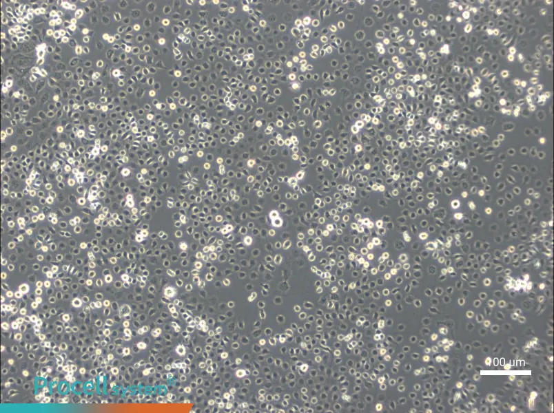 C6/36 [Clone C6/36] Cell Complete MediumC6/36 [Clone C6/36] Cell Complete Medium - 3