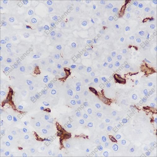 Recombinant CD16a Monoclonal Antibody - 5