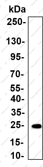 Recombinant PLB Monoclonal Antibody - 4