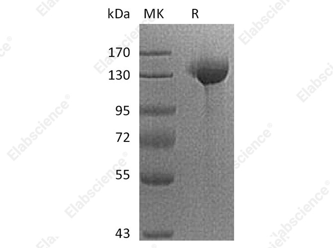 Recombinant Human SIGLEC2/CD22 Protein (Fc Tag) - 1