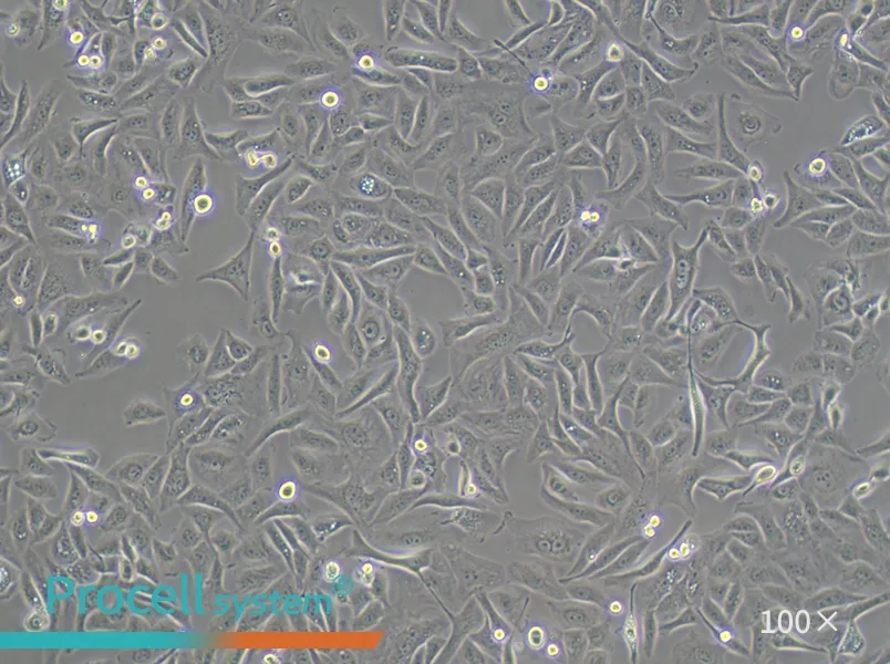 GBC-SD Cell Complete Medium - 3