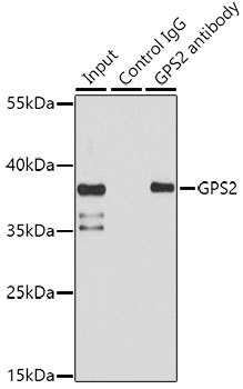 Immunoprecipitation analysis of 150ug extracts of HeLa cells using 3ug GPS2 Polyclonal Antibody.Western blot was performed from the immunoprecipitate using GPS2 Polyclonal Antibody at a dilution of 1:1000.